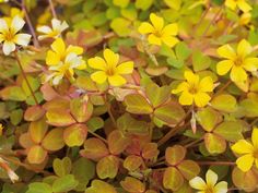 small yellow flowers with green leaves in the background