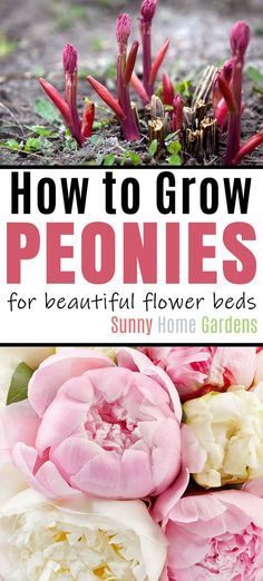 how to grow peonies for beautiful flower beds in the suny home gardens