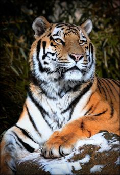 a large tiger laying on top of a rock