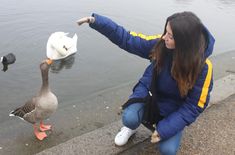 a woman kneeling down next to a duck near the water