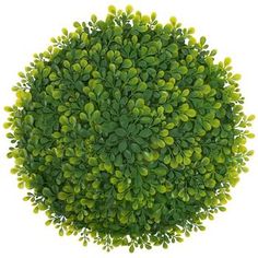 an overhead view of a green bush with leaves on it's top, viewed from above