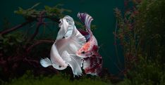 two white and red fish in an aquarium with green plants around them, looking at each other