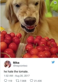 a dog is smiling and surrounded by cherries