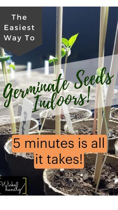 several seedlings are growing in small pots with text overlay that reads the fastest way to germinate seeds indoors 5 minutes is all it takes