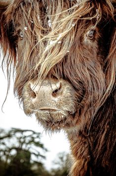 a brown cow with long hair standing next to trees