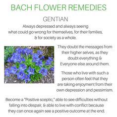 blue flowers with green leaves and the words, bach flower remedies gentian