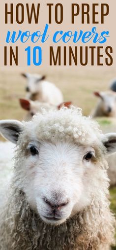 sheep with the words how to prep wool covers in 10 minutes on top of it