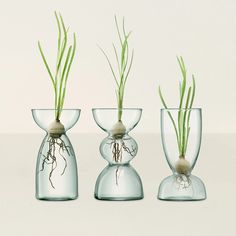 three glass vases with plants in them on a white background, one is filled with water and the other has roots