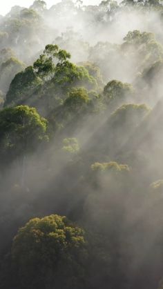 the trees are covered in thick fog as they rise into the sky