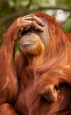 an orangutan sitting in the shade with its hands on his face