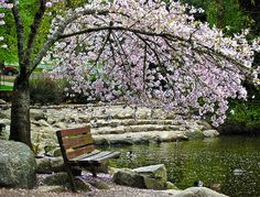 a wooden bench sitting next to a river under a tree with pink flowers on it