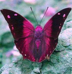 a close up of a butterfly on a rock