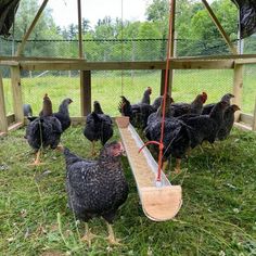 several chickens are standing in the grass near a feeder