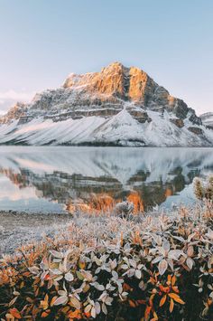 the mountains are covered in snow and some plants with leaves growing on them near water