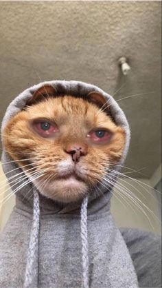 an orange and white cat wearing a gray hoodie looking at the camera with its eyes wide open