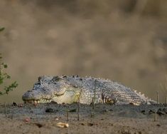 an alligator is laying down in the dirt