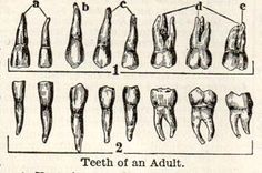 an old medical diagram showing teeth and gums