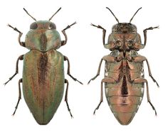 two metallic bugs sitting next to each other