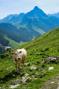 two cows are standing on the side of a grassy hill with mountains in the background