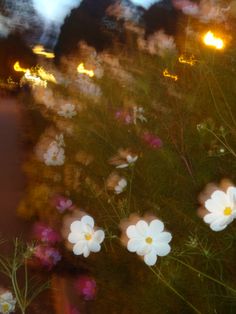 some white and pink flowers in front of a building at night with the lights on