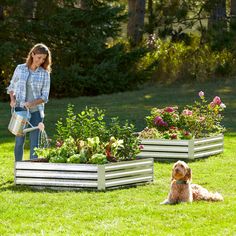 a woman watering flowers with her dog on the grass in front of some raised planters