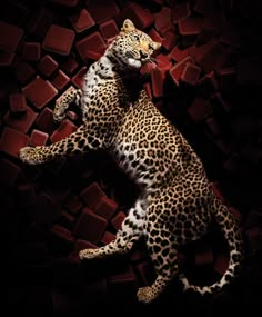 a leopard laying on its back in front of a red brick wall with it's tail curled up