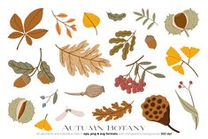 autumn leaves and acorns on a white background