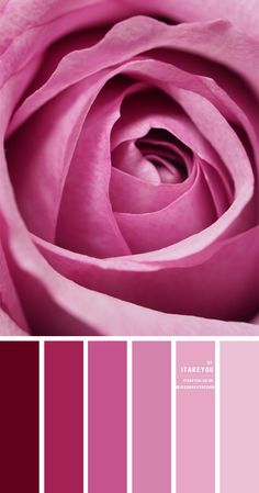 a pink rose is shown in the center of this color scheme, with different shades