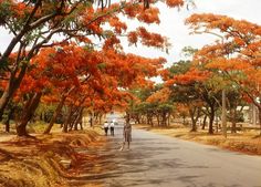 people are walking down the street in front of some trees with orange flowers on them