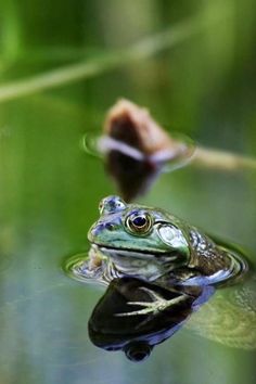 a frog is sitting in the water with its reflection