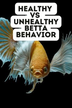 a goldfish with the words healthy versus unhealthy betta behavor