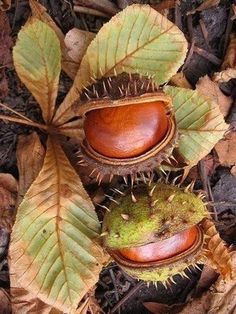 two chestnuts with green leaves on the ground next to some brown and yellow leaves