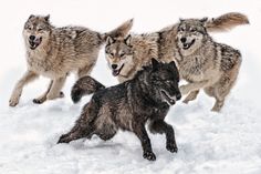 three wolfs running in the snow with one looking at the camera while another looks on