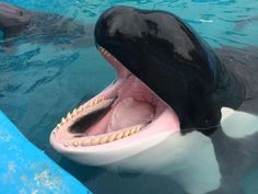 an orca whale with its mouth open and it's tongue out in the water