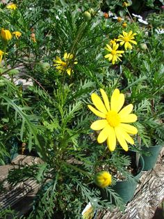 yellow flowers are growing in pots on the ground