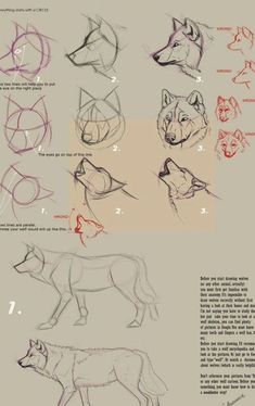 the steps to draw a wolf in different ways