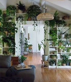 a living room filled with lots of plants and potted plants hanging from the ceiling