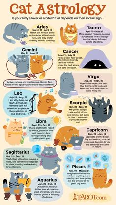 the cat astrology poster shows cats in different positions