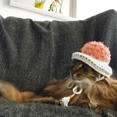 a cat wearing a knitted hat sitting on a couch