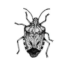 a drawing of a bug on a white background