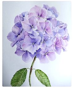 Blue Hydrangea, Look At Me, 그림 그리기