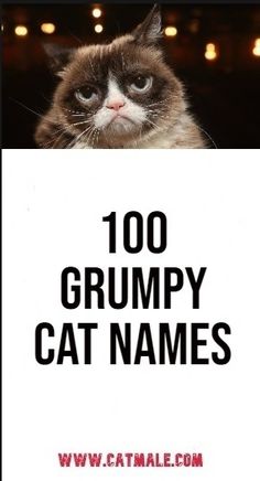 a grumpy cat holding up a sign that says, 100 grumpy cat names