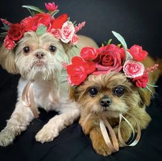 two small dogs wearing flower crowns on their heads