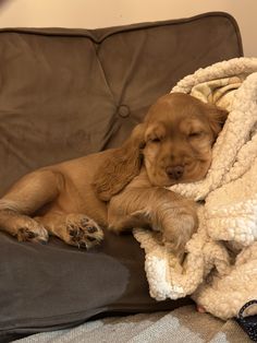 a brown dog laying on top of a couch under a blanket