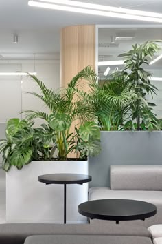 an office with plants and couches in it