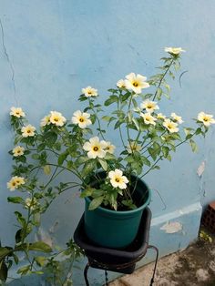 there is a potted plant with white flowers on the side of the building,