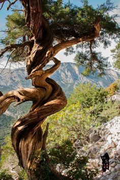 an old tree with twisted branches in the mountains