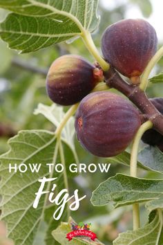 figs growing on the tree with text overlay that reads how to grow figs