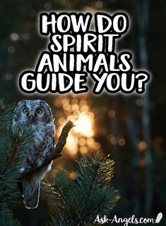 an owl perched on top of a pine tree with the words how do spirit animals guide you?