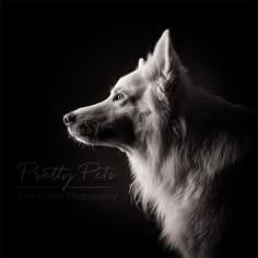 a black and white photo of a dog's head looking off into the distance